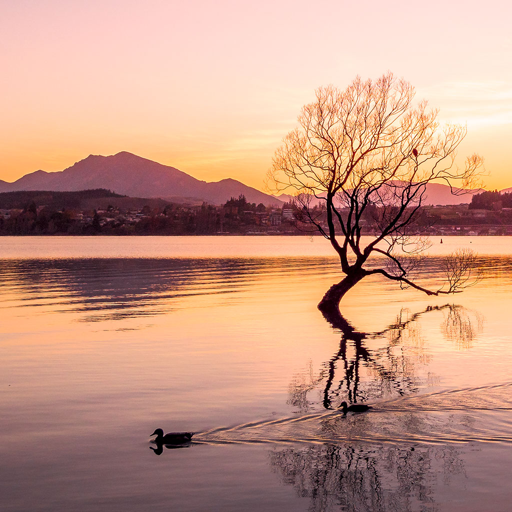 That Wanaka Tree - Queenstown Motorhome Rentals